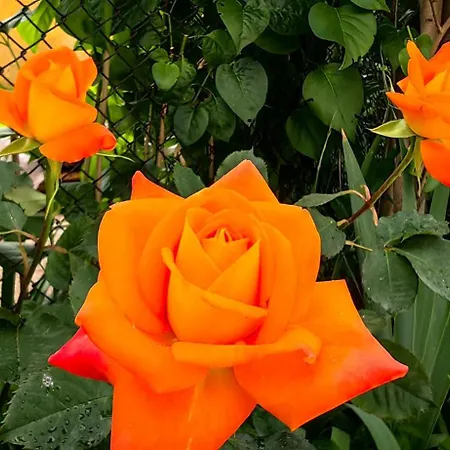 Infinity Boutique * Банско