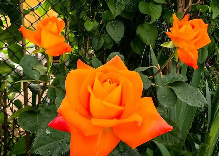 Infinity Boutique * בנסקו